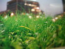 grass.jpg